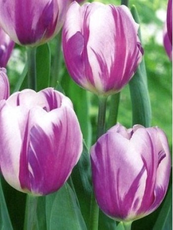  Лале (Tulipa 'Flig Flag')T16